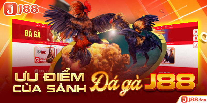 Đá Gà J88 - Mãn Nhãn Với Những Trận Chọi Kê Mang Đẳng Cấp Quốc Tế 4 Ưu điểm của sảnh đá gà J88